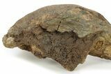 Partial Dinosaur Bones in Sandstone - Wyoming #229177-2